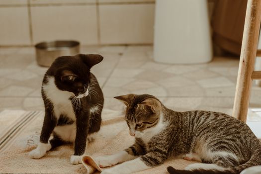 Two playful cats interact on a cozy indoor rug, capturing a cute pet moment.
