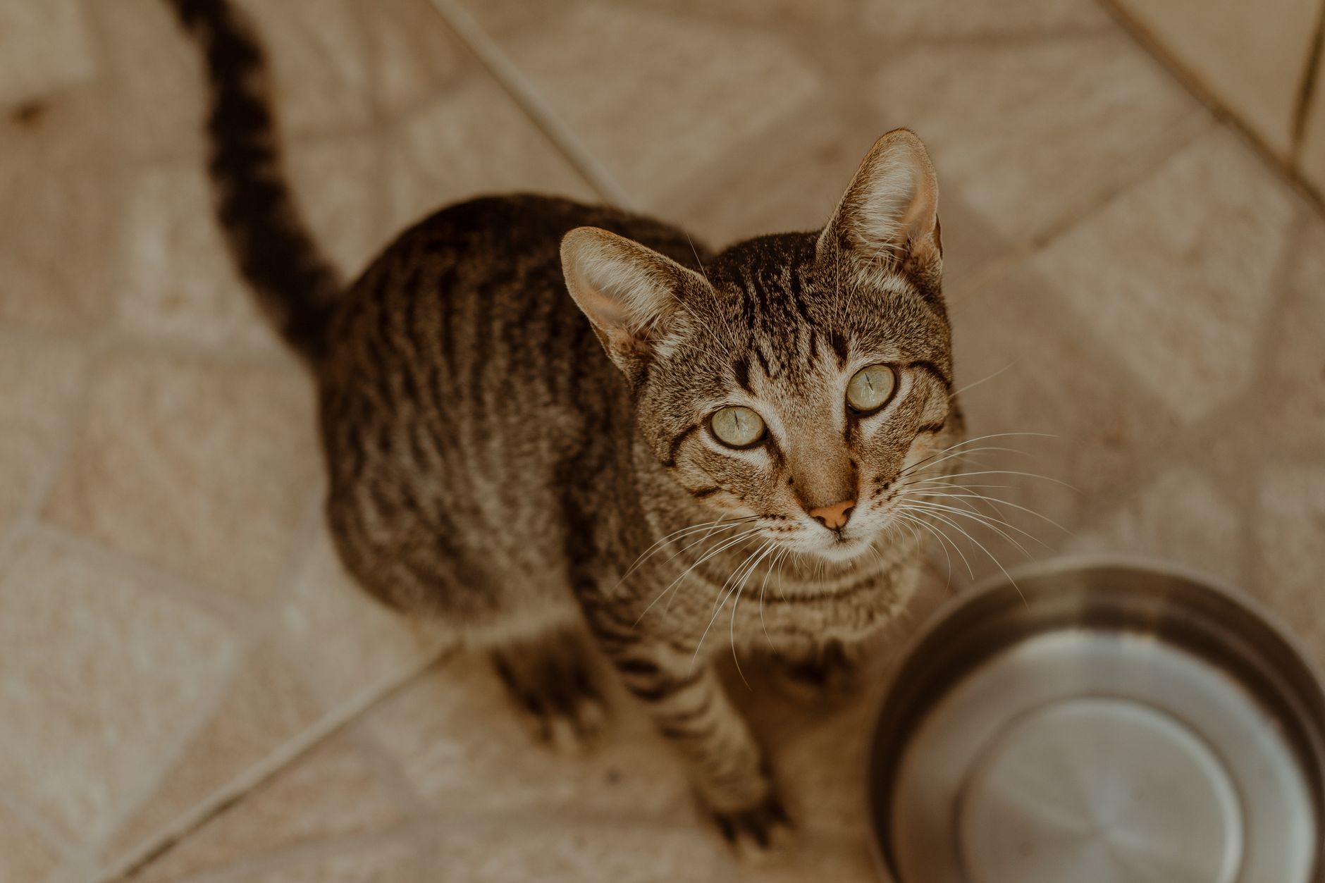 Un chat tigré lève les yeux à côté de sa gamelle en inox