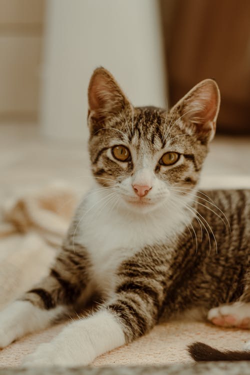 Close-Up Shot of a Tabby Cat 