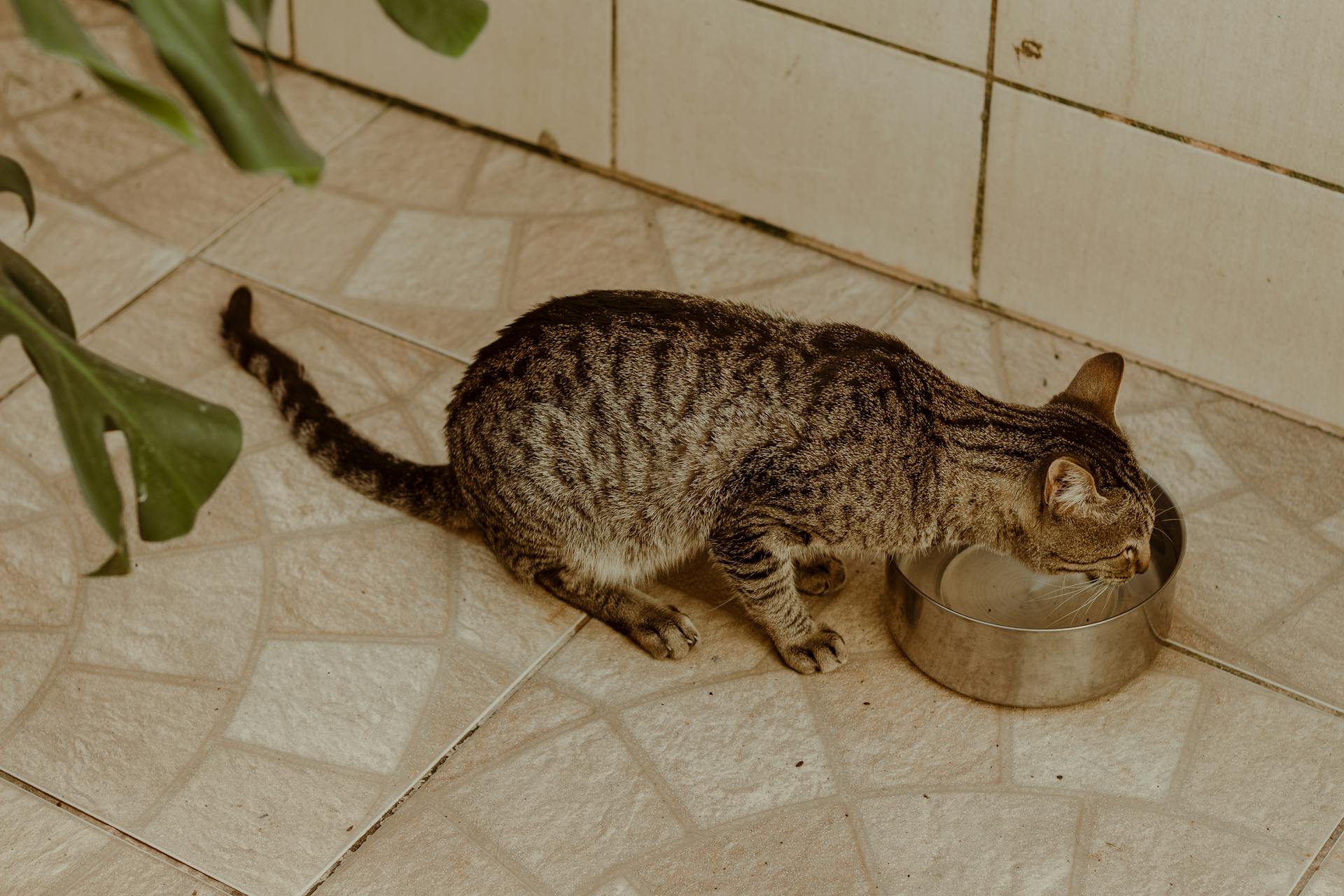 Brown Tabby Cat Drinking Water from Stainless Steel Bowl