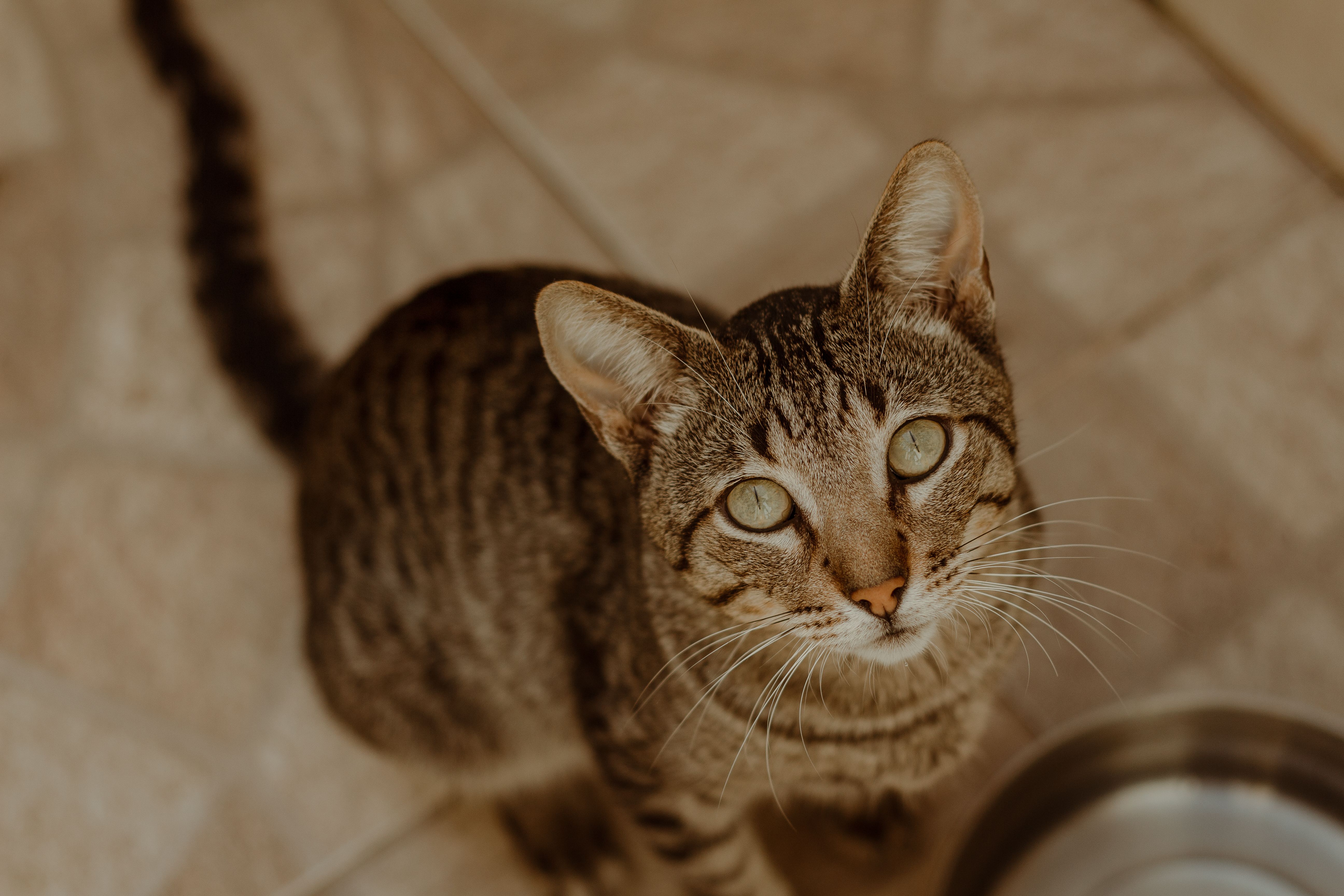 Digestive health is baseline. Pet owners want multifunctional nutrition — Photo by Maria Luiza  Melo on Pexels