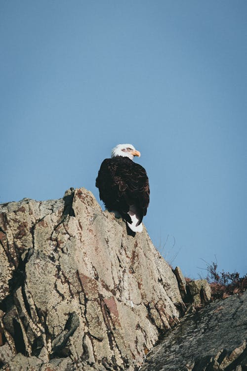 Eagle Sitting on Rocks