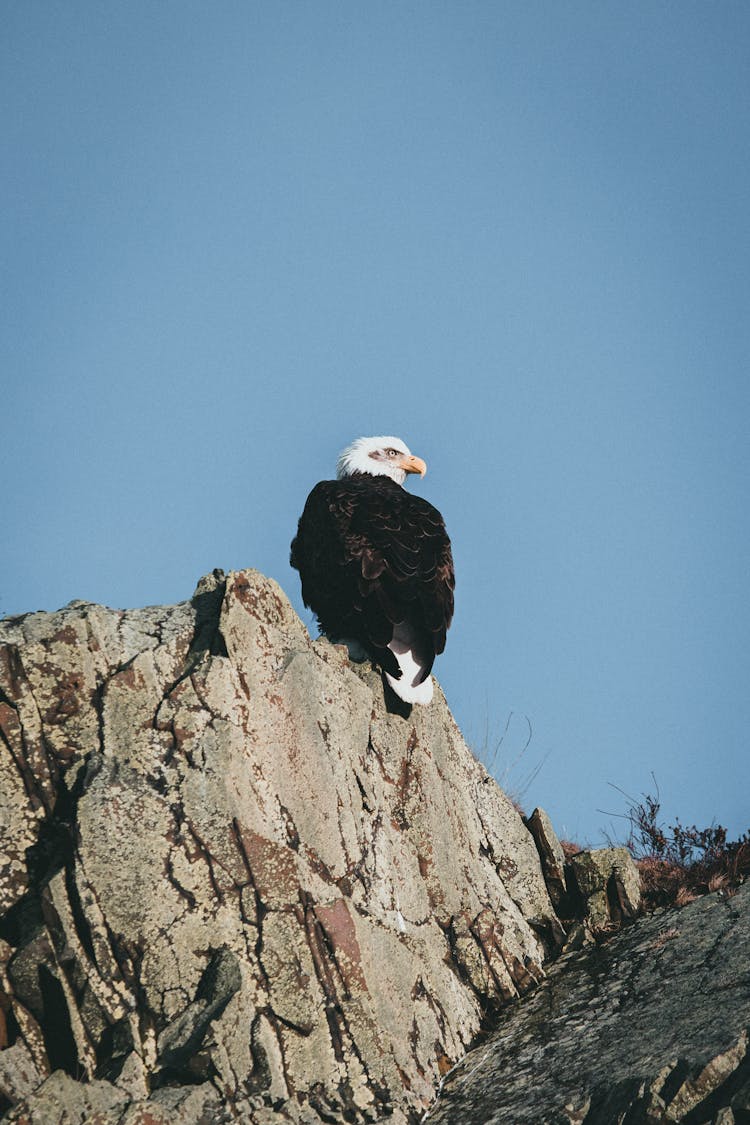 Eagle Sitting On Rocks