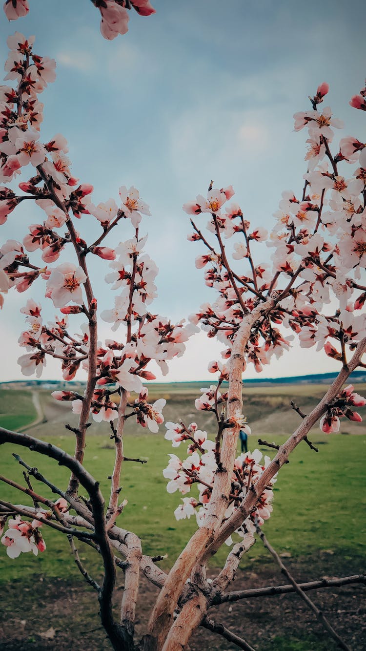 Cherry Blossom In Field