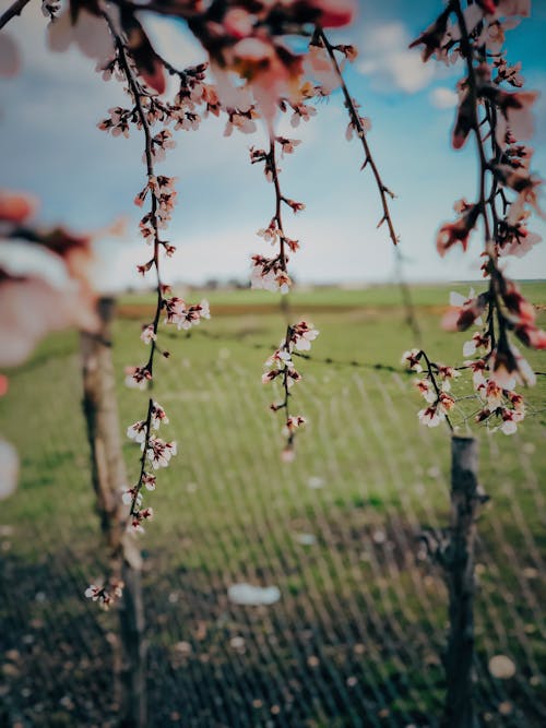 Kostenloses Stock Foto zu ast, außerorts, blumen