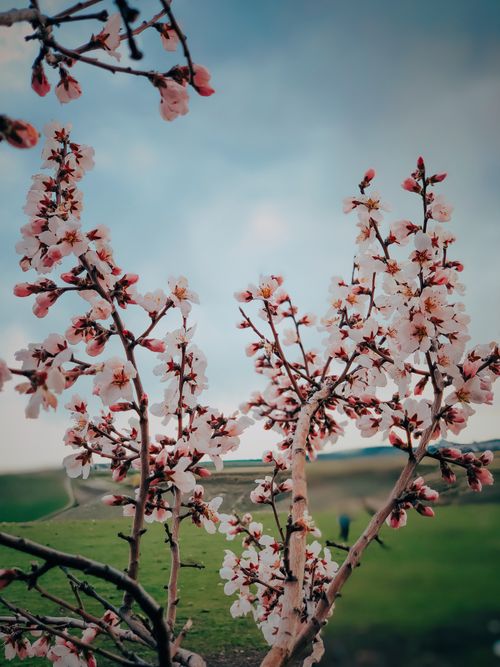 Free Captivating spring cherry blossoms in full bloom against a serene blue sky. Stock Photo