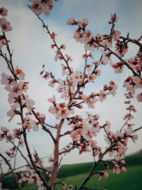Selective Focus of Cherry Blossom Flowers