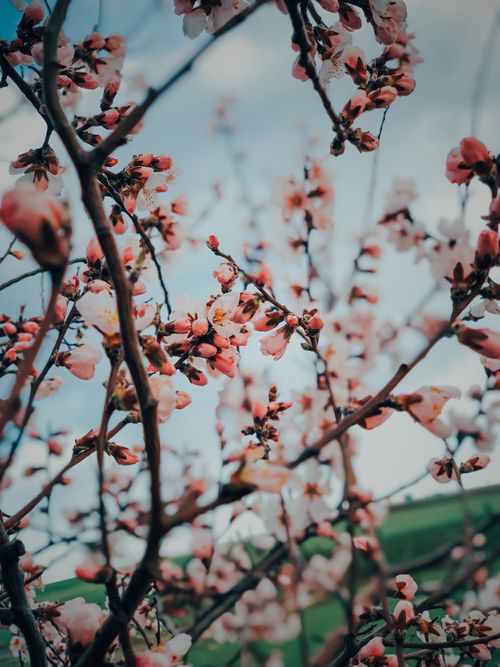 Free Vibrant close-up of pink plum blossoms in full bloom against a clear sky, perfect for floral themes. Stock Photo
