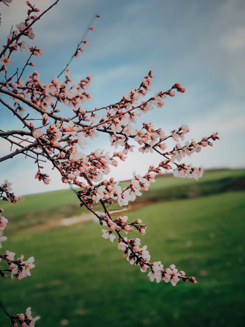 Kostenloses Stock Foto zu blauer himmel, blumen, gras