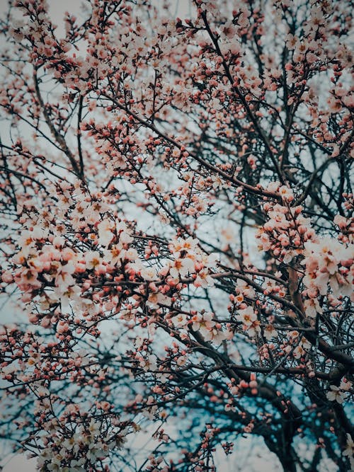 Free Close-up of a Cherry Blossom Tree Stock Photo