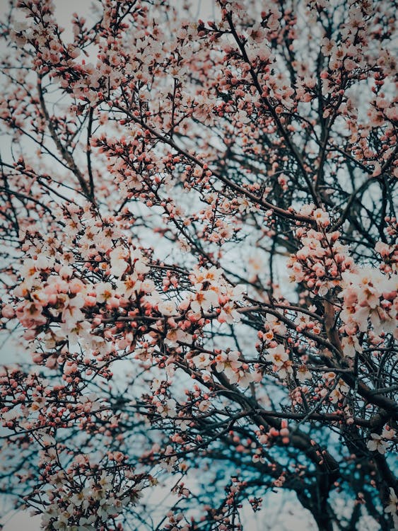 Close-up of a Cherry Blossom Tree