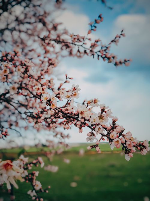Free Close-up of cherry blossom branches with blurred background, capturing spring's vibrant bloom. Stock Photo