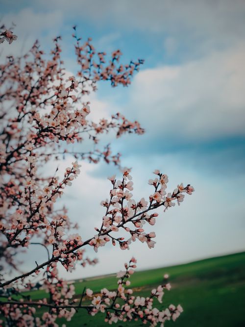Free Beautiful cherry blossom branch in full bloom during springtime, set against a clear sky. Stock Photo