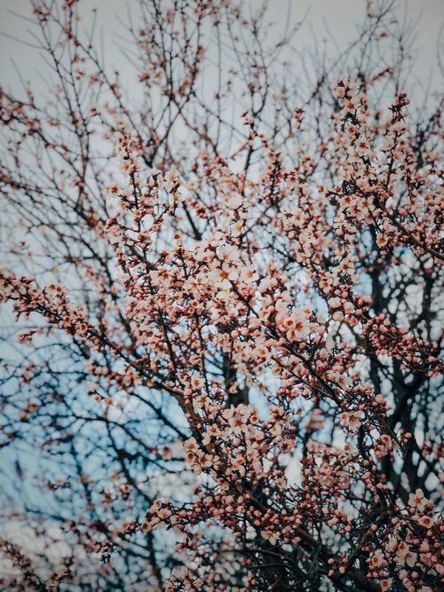 Free A stunning view of cherry blossoms blooming on tree branches against a clear sky. Stock Photo