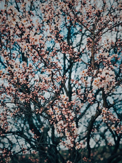 Selective Focus of Cherry Blossom Flowers