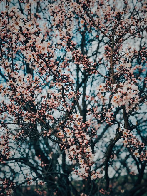 Free A stunning view of cherry blossoms in full bloom with a serene blurred background, captured during springtime. Stock Photo