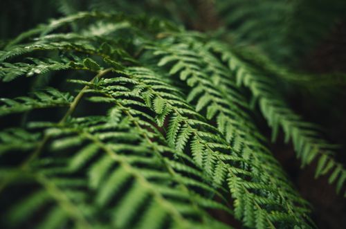 Free Detailed image of vibrant green fern leaves, capturing nature's intricate beauty. Stock Photo