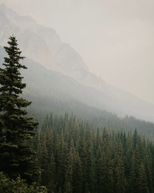 Immagine gratuita di boschi, foresta, natura