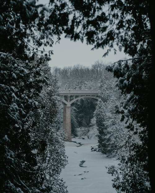 Fotobanka s bezplatnými fotkami na tému chladný, les, most