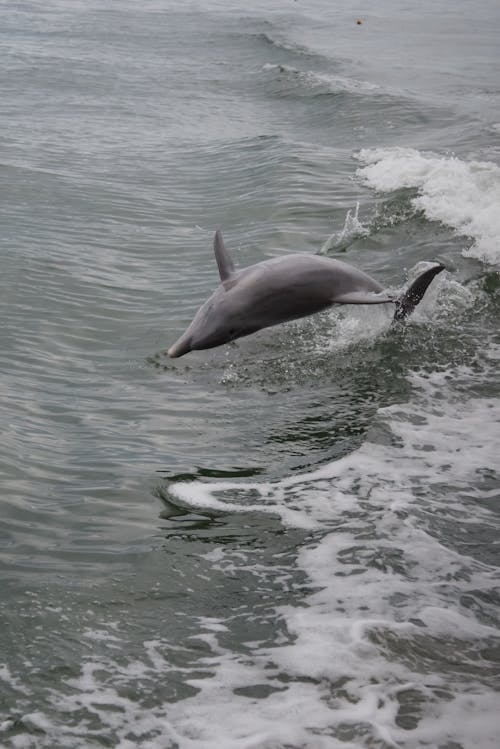 Free A Dolphin Jumping Above the Sea Water Stock Photo