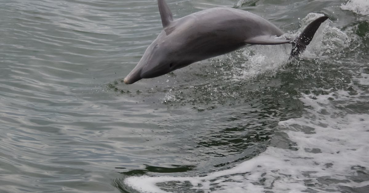 A Dolphin Jumping Above the Sea Water · Free Stock Photo