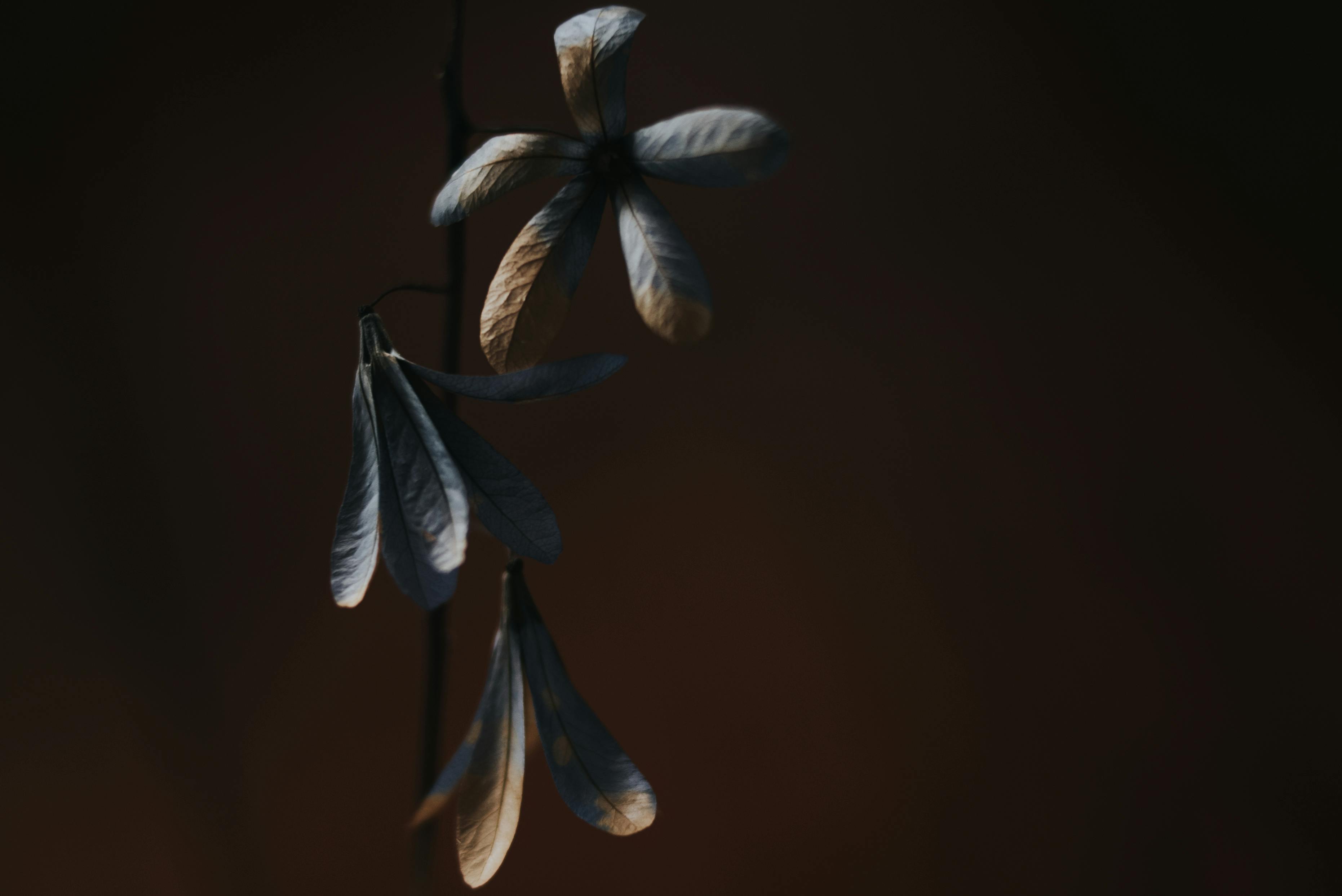 A close-up of dried leaves against a dark background, creating a moody atmosphere.