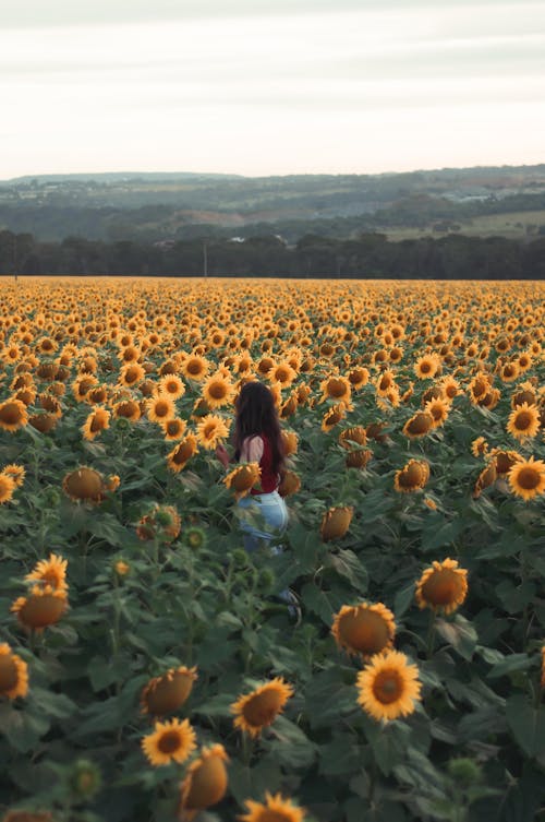 Person Standing on Sunflower Field 