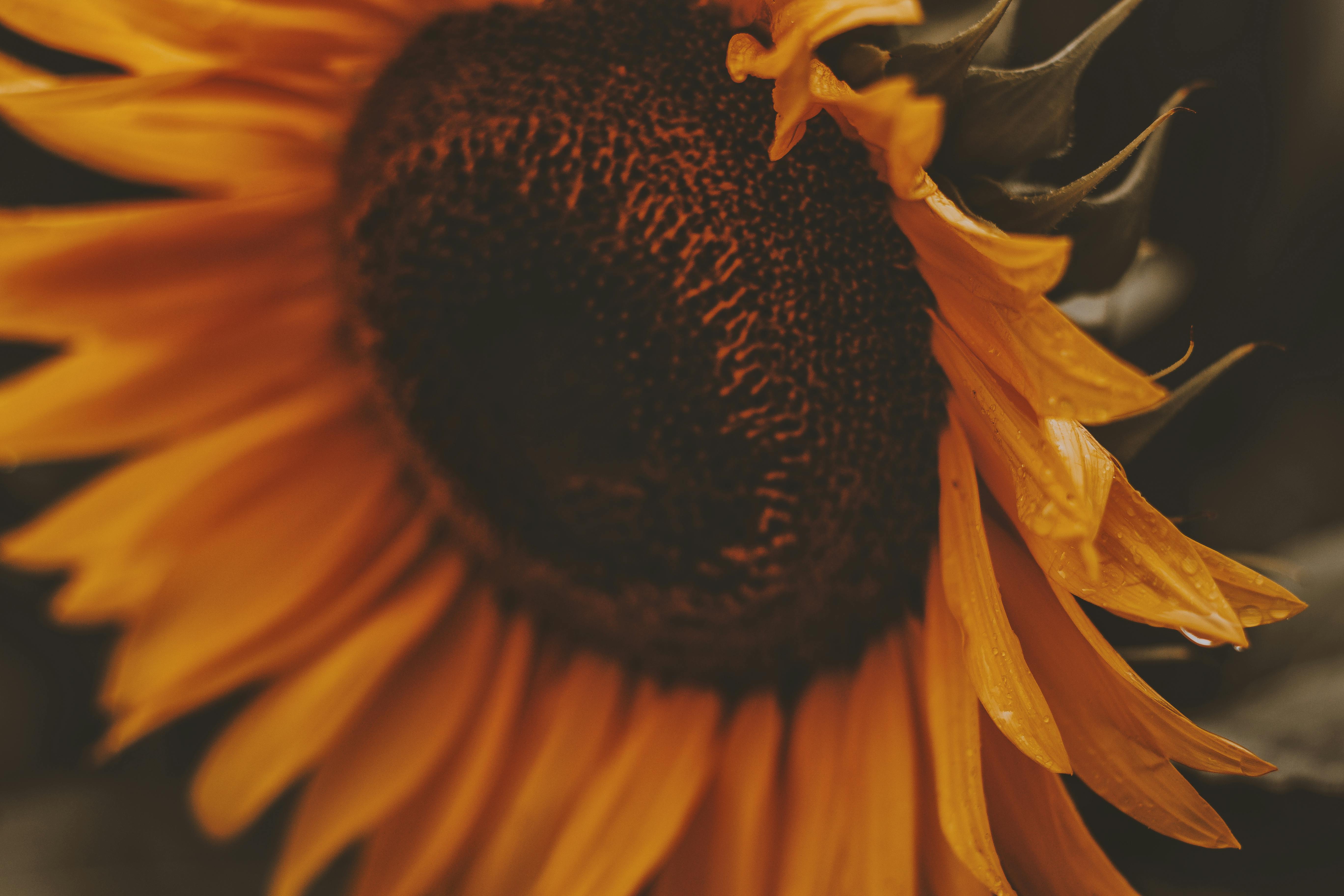 Page 2  Free and customizable sunflower templates