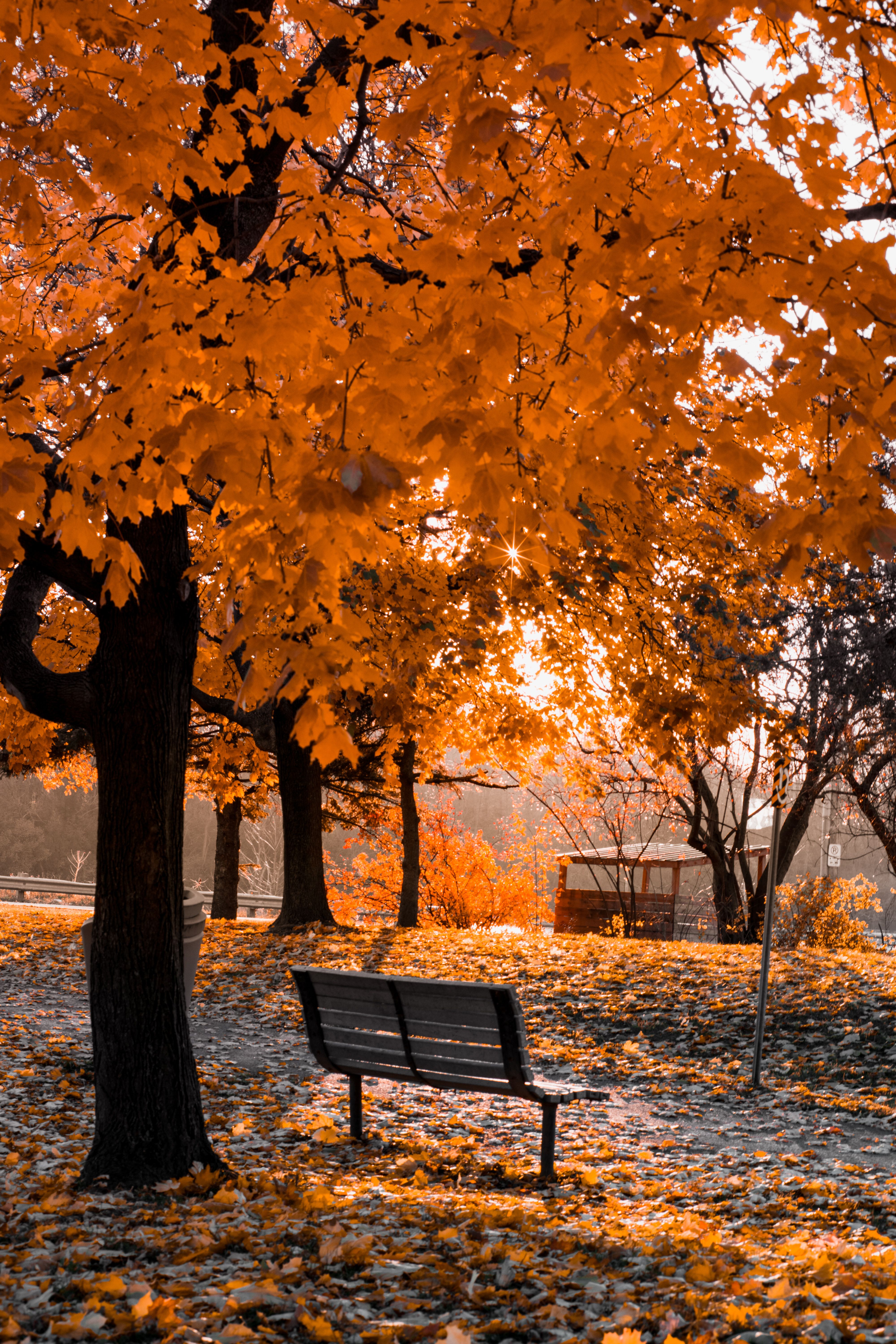 A tranquil park bench surrounded by vibrant autumn leaves and sunlight filtering through trees.
