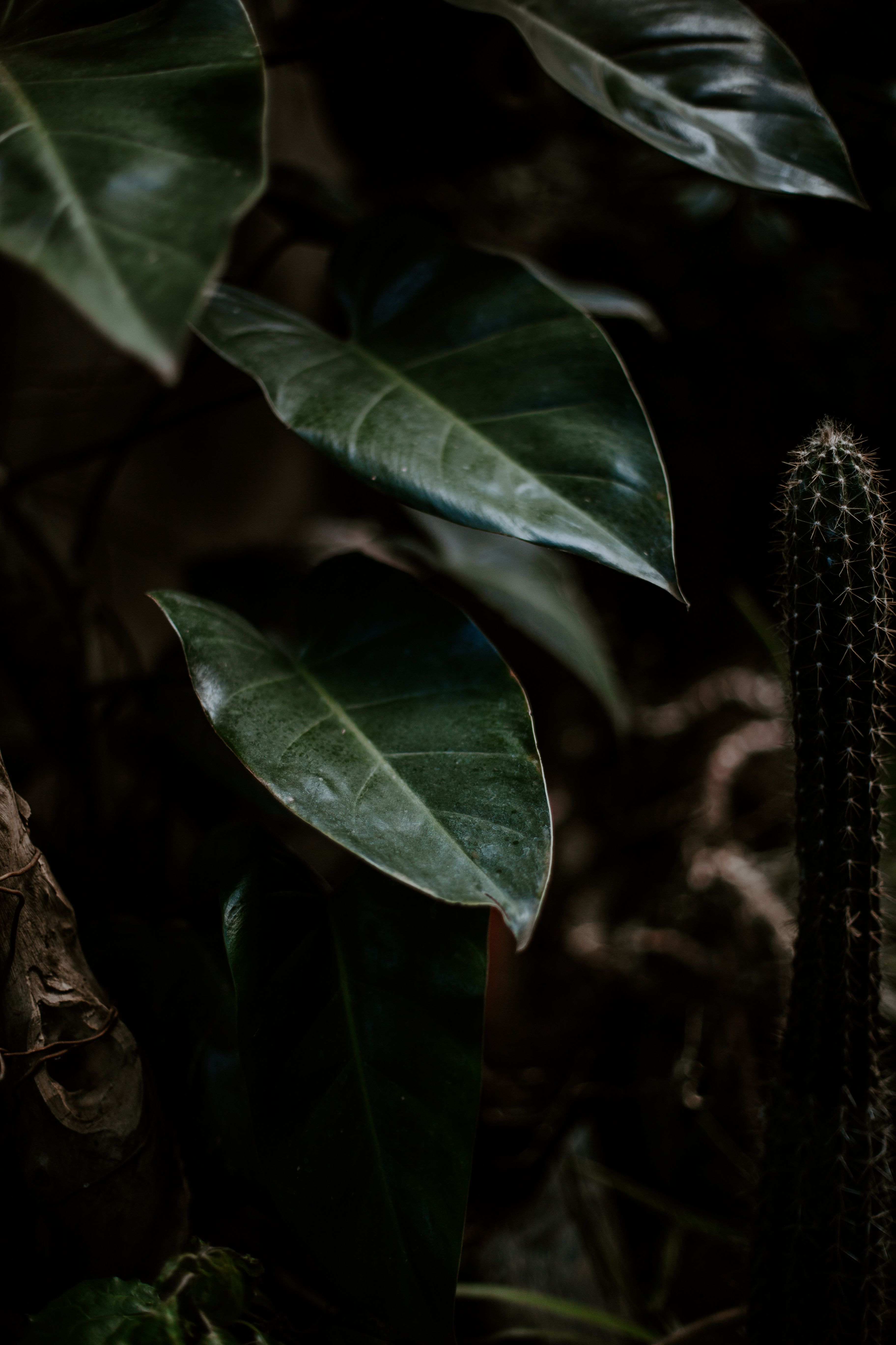 Green Leaf Plant in Close Up Photography · Free Stock Photo