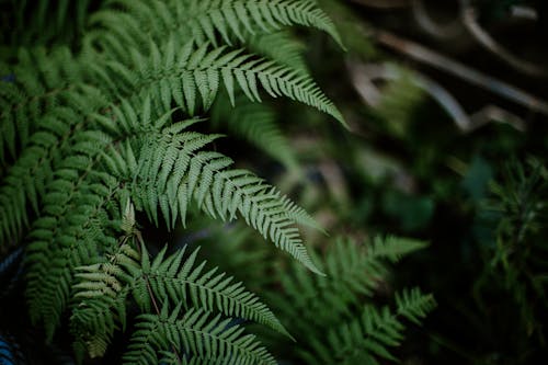 Close Up Photo of Fern Leaves
