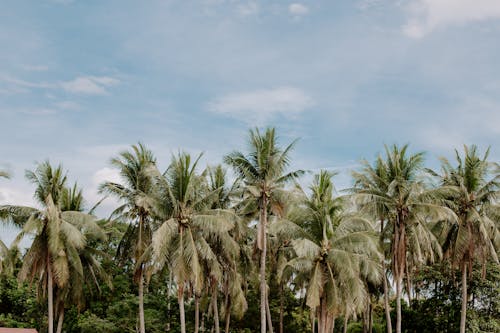 Бесплатное стоковое фото с белые облака, голубое небо, кокосовые пальмы