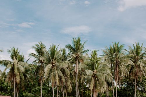 Free Tall palm trees sway under a bright blue sky, evoking a tropical paradise feel. Stock Photo