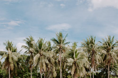 A Row of Coconut Trees Under the Blue Sky 