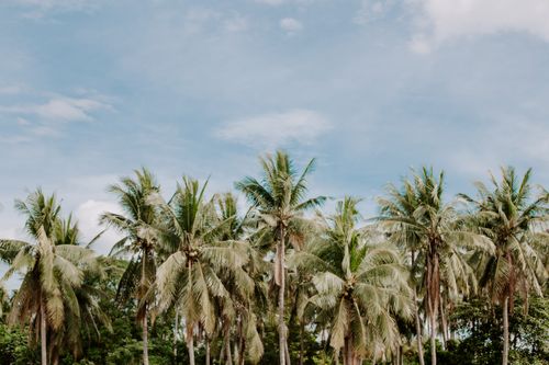 Free Lush coconut palm trees set against a vibrant blue sky and white clouds, capturing a tropical paradise vibe. Stock Photo