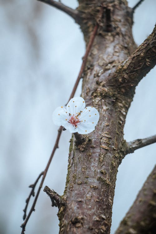 White Flower Growing on Brown Tree Branch