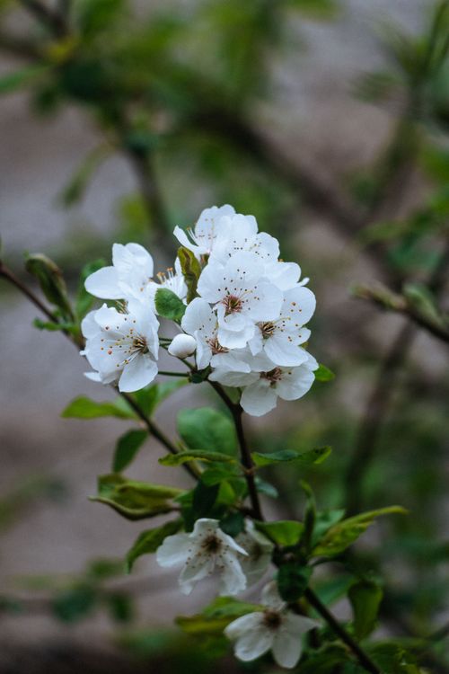 Free A close-up of vibrant white cherry blossoms with lush green leaves, capturing the essence of spring. Stock Photo