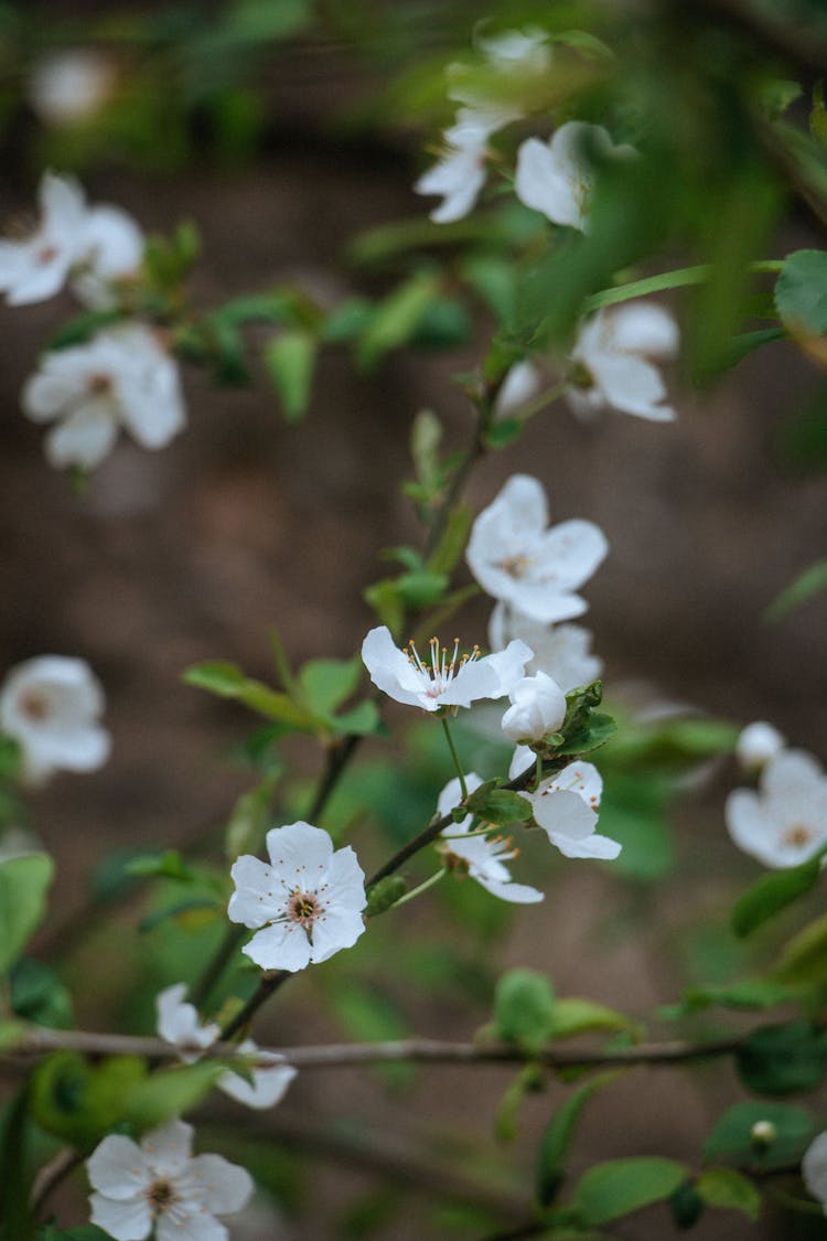 Blooming White Japanese Plum Flowers 