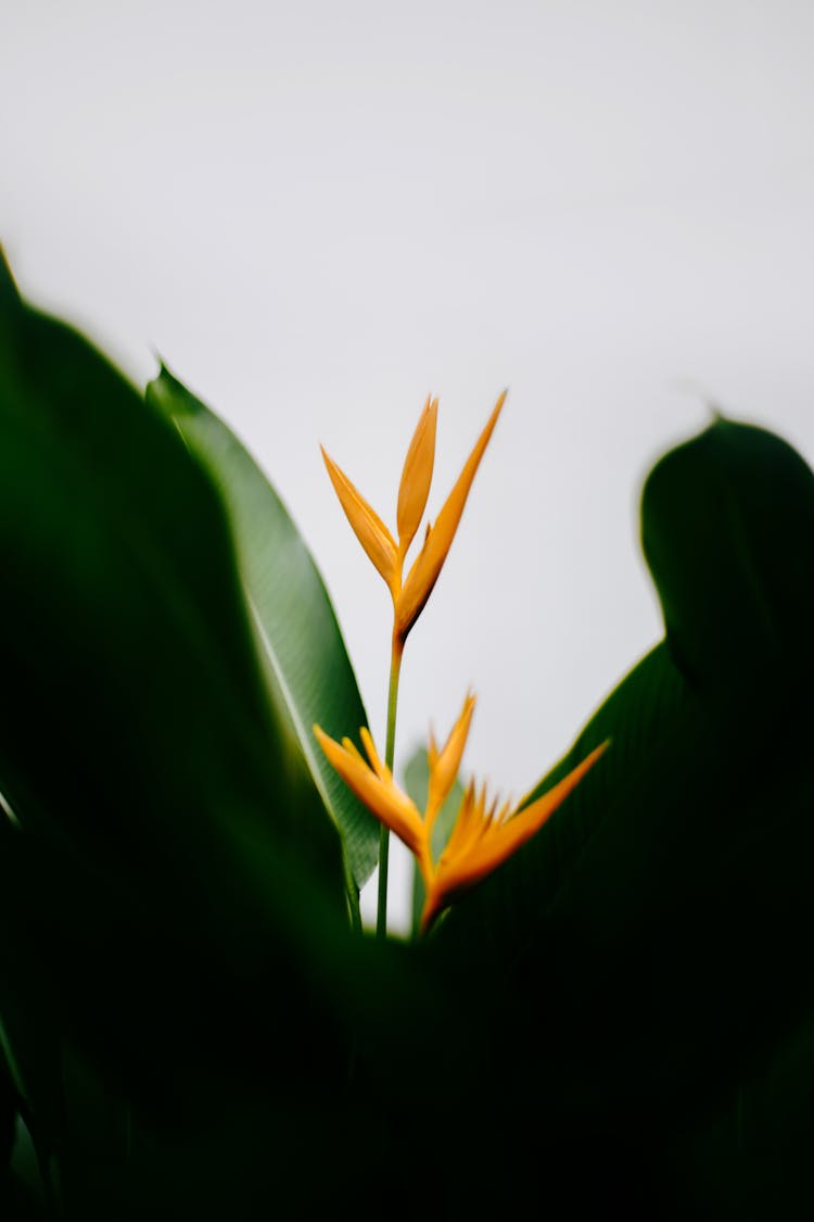 Close-up Of Strelitzia Reginae