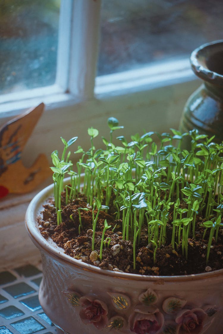 Seedlings On Ceramic Pot 