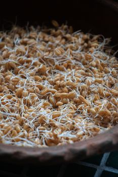 Sprouted Whole Grain & Seed English Muffins