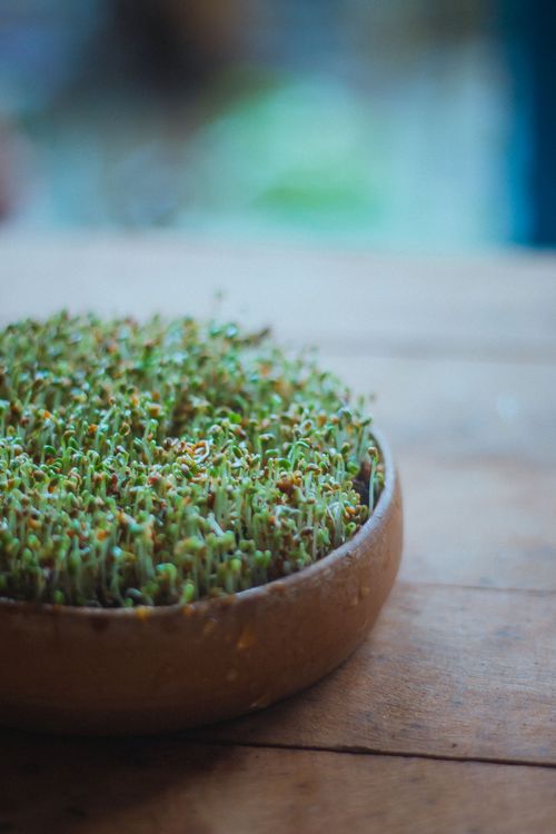 Free Close-up of fresh microgreens in a wooden bowl on a rustic table, perfect for culinary use. Stock Photo