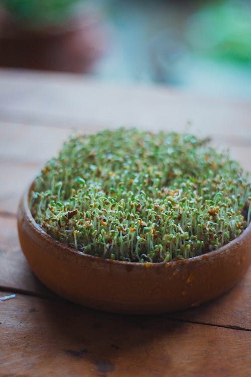 Free Green Sprouts in a Clay Pot Stock Photo