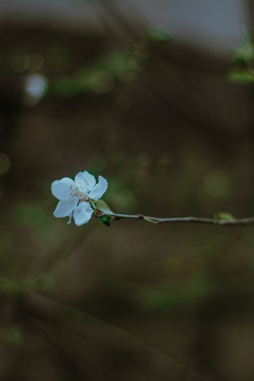 Cherry Blossom Flower in Close Up Photography