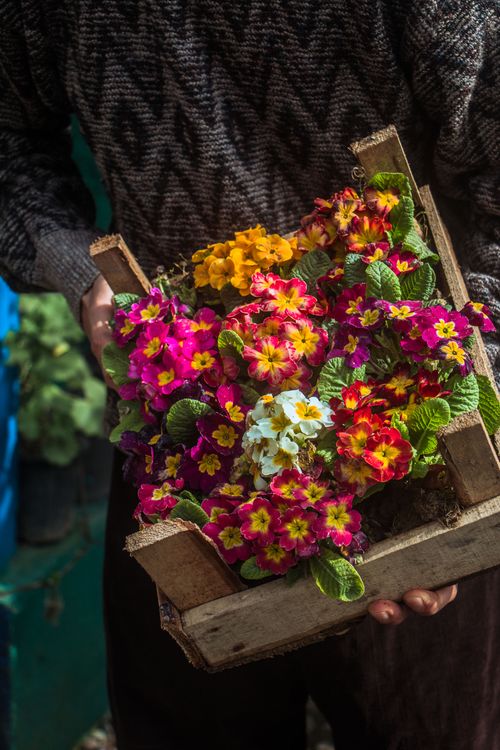 Free A vibrant collection of primroses in a rustic wooden box being held, showcasing an array of colors. Stock Photo