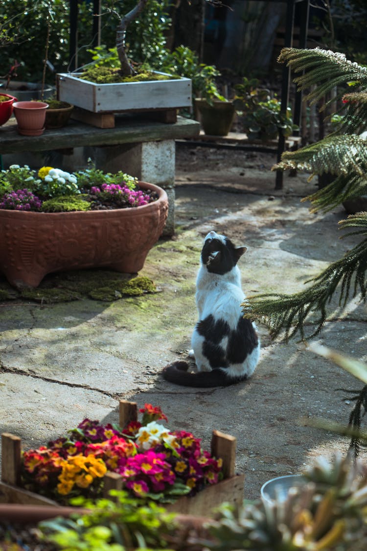 Cat Sitting In The Garden Among Flowers