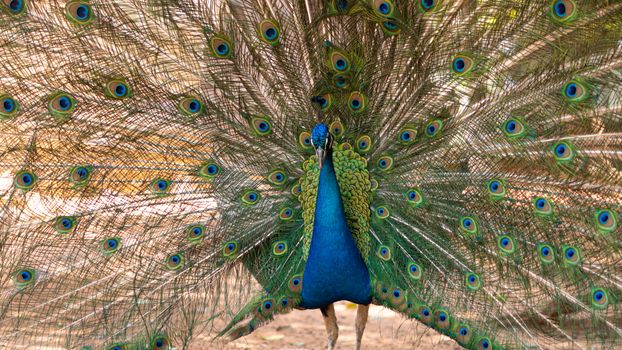 peacock photo