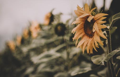 Selective Focus Photo of Sunflower