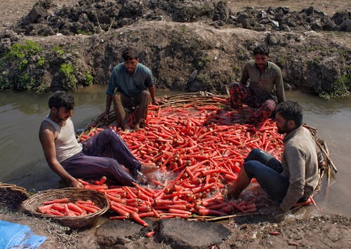 同事, 村莊, 紅蘿蔔 的 免费素材图片