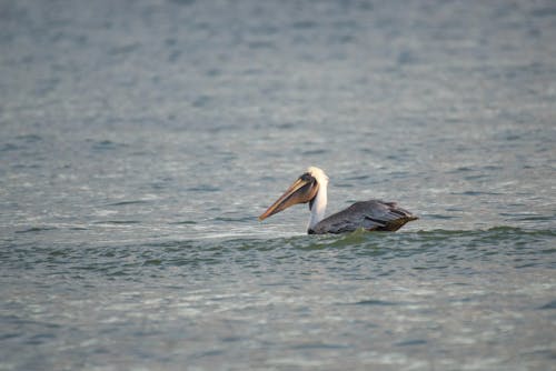 Free Pelican on the Ocean Stock Photo